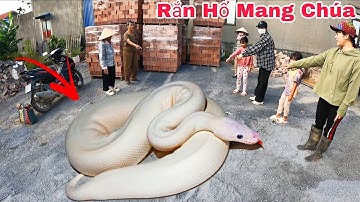 Cuộc Gọi Khẩn Cấp Của Bà Cụ 60 Tuổi Phát Hiện 4 Con Rắn Hổ Mang Bò Vào Đống Gỗ Lột Xác