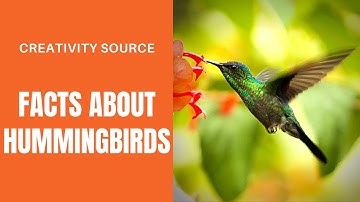 The Secret Life of a Hummingbird: From Egg to Empty Nest + Interesting Fun Facts!