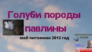 Голуби породы павлины Голуби породы павлины