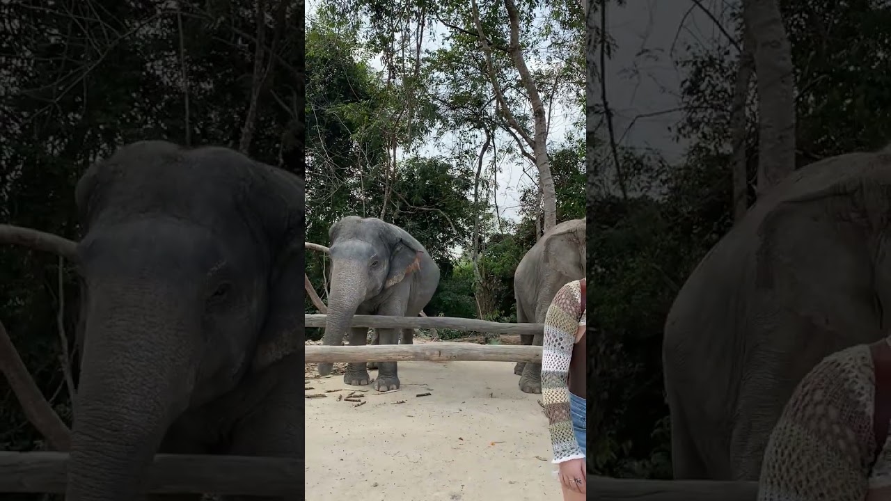 Rescued Elephants [ Former Tourist Riding Elephants] Elephants Conservation - Saved Elephants