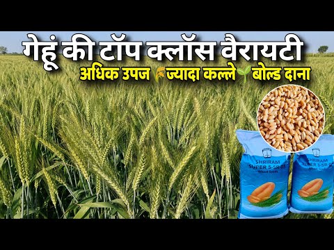 Best Wheat Variety | Wheat Variety🌾More Tillers, Medium Height, Bold Grains🌱Shriram Super 5 SR 05
