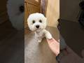 那須どうぶつ王国の犬達に癒される#dog #犬