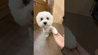 那須どうぶつ王国の犬達に癒される#dog #犬