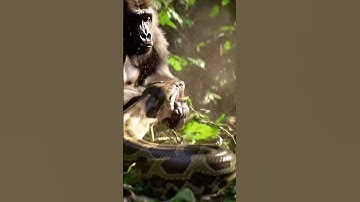 “Gorilla vs Python Fight in the Jungle | Wild Animal Battle”🦍🐍