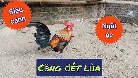 Gà Rừng Mồi Mùa Giải 2025 2026 ( gà đã bán ạ)