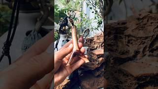 Mẫu ná cao su chữ Y THC - 12 ae tham khảo #shots #slingshot #xuhuong