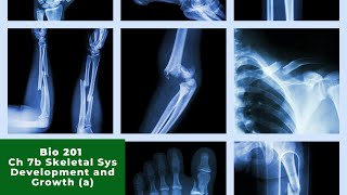 Bio 201 Ch 7b (pt 1) - Skeletal System Development and Growth