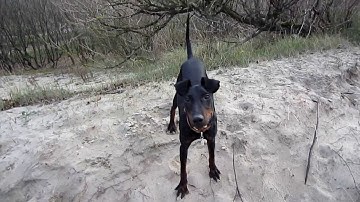 Chester the Manchester Terrier exploring the dunes of Wassenaar