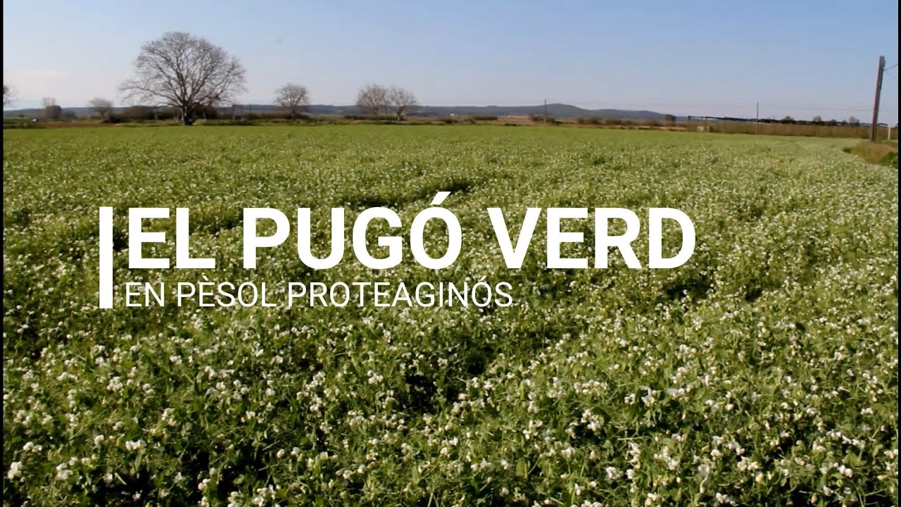 El pugó verd en pèsol proteaginós