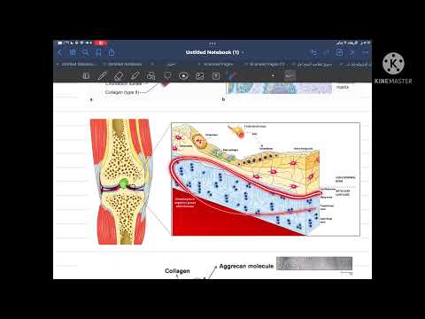 فيديو: لماذا زجاجي الغضروف الزجاجي؟