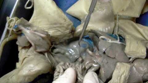 Pig Dissection Part 2