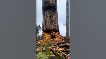 Cutting Down a Giant Tree 🌳 | Amazing Tree Felling Skills #shorts  #woodworking #wood #tree