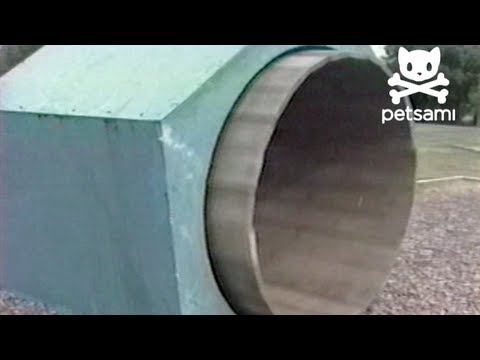 Dog walks himself in a giant hamster wheel