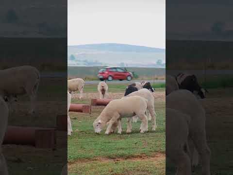 الأغنام تأكل العشب