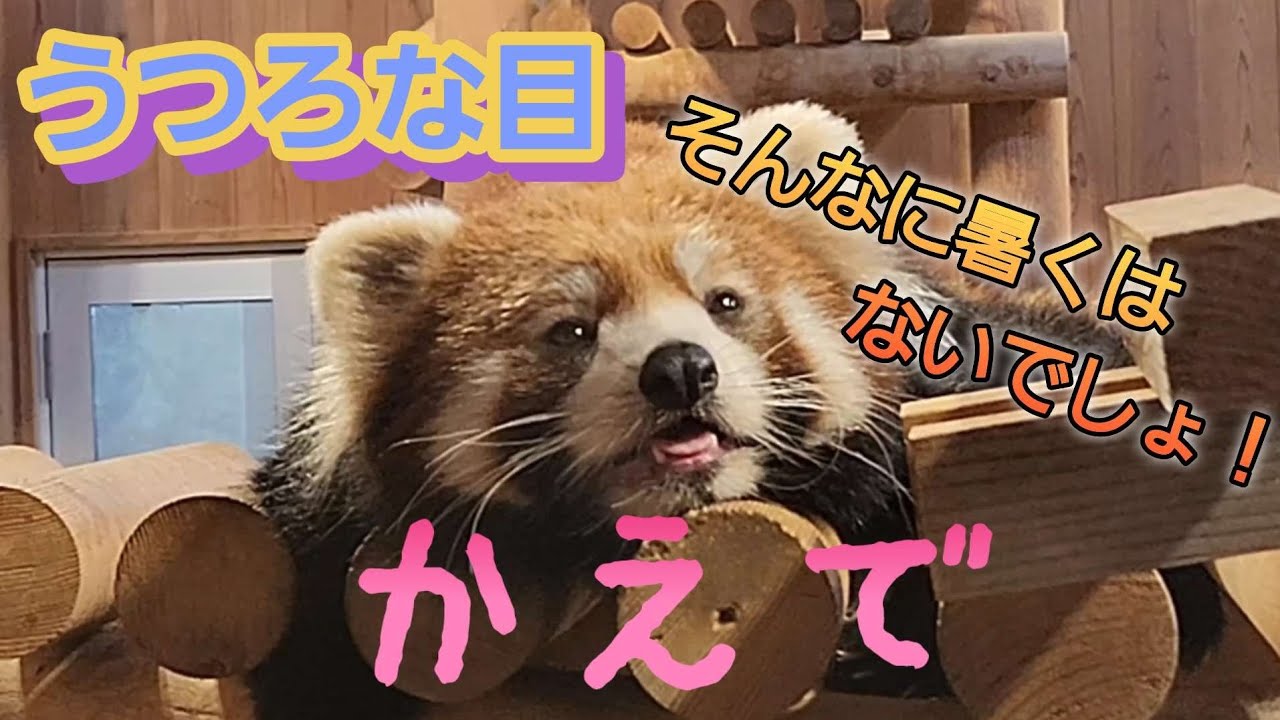 【動き疲れた？うつろな目をしたレッサーパンダの　かえで、他・・・】～Nishiyama Zoo red pandas～