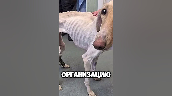 Этого пса заметили, когда уже было поздно…#рекомендации #истории #животные