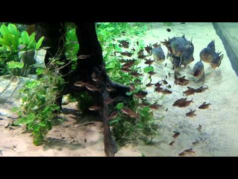 Myths of the Piranha - Largest Planted Tank in the world