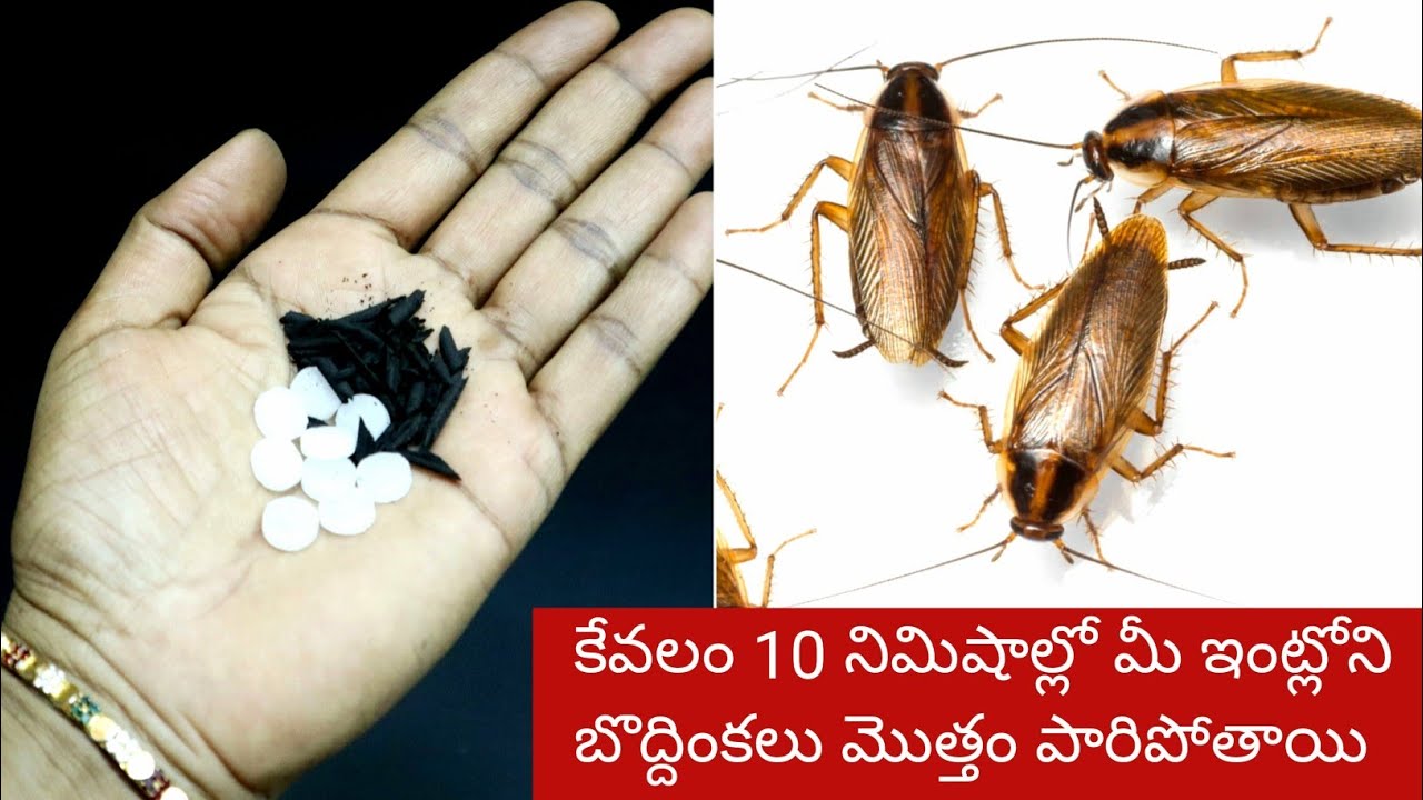 ఇలాచేస్తే బొద్దింకలు జన్మలో మీ ఇంటి దరిదాపుల్లోకి కూడా రావు ఆ వాసనకి పారిపోతాయి/GetRidof Cockroaches