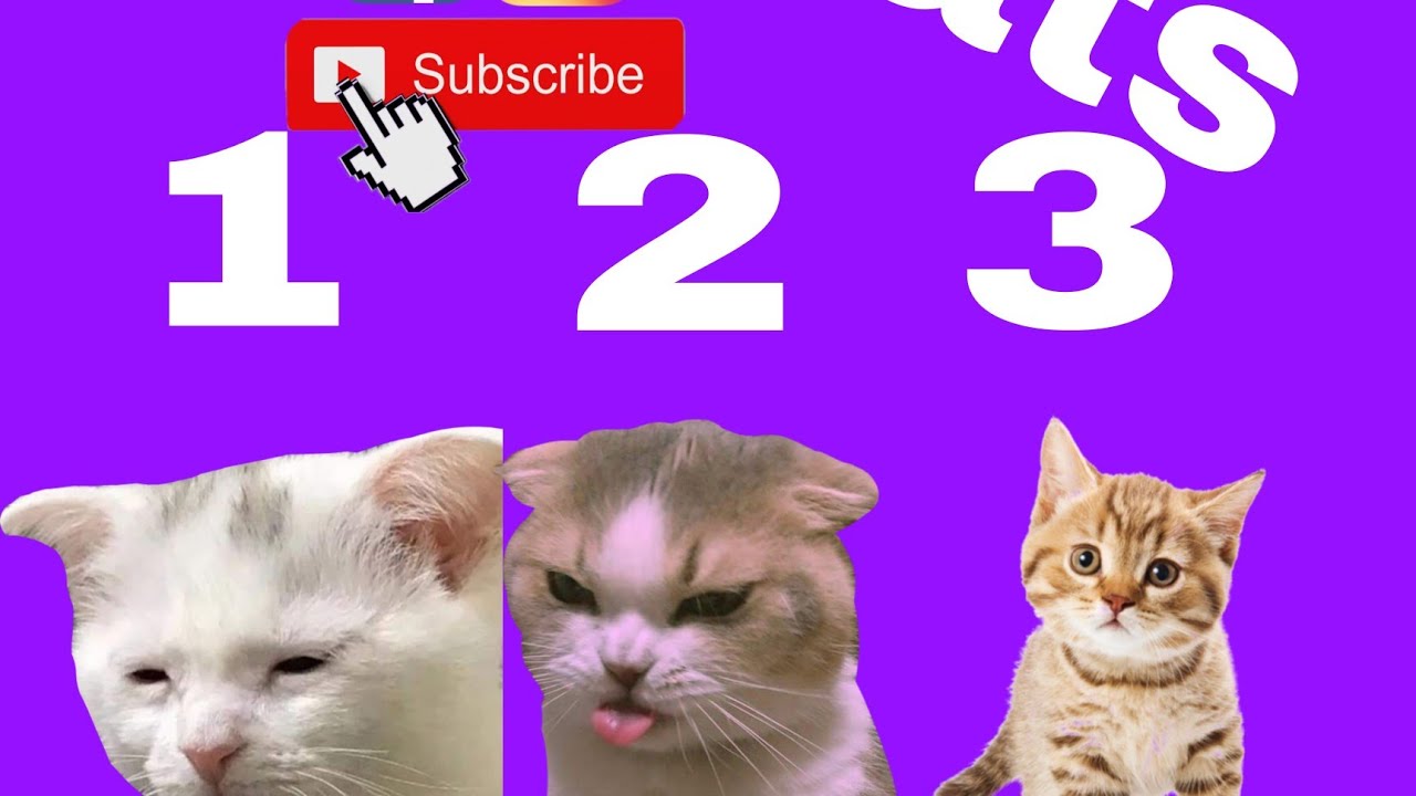 Cat 1, Cat 2 and Cat 3 Challenge TIKTOK COMPLICATION FUNNY MOMMENTS