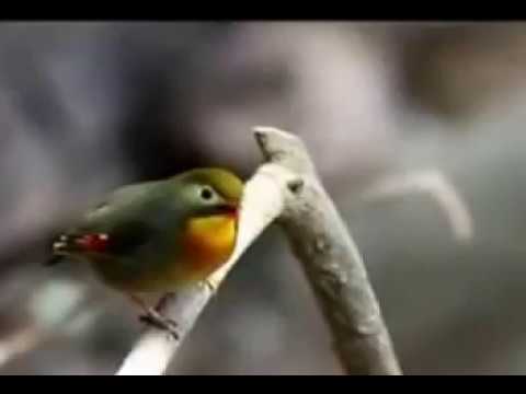 Ll Burung Robin Betina Ll Lagi Birahi Leiothrix Lutea Youtube