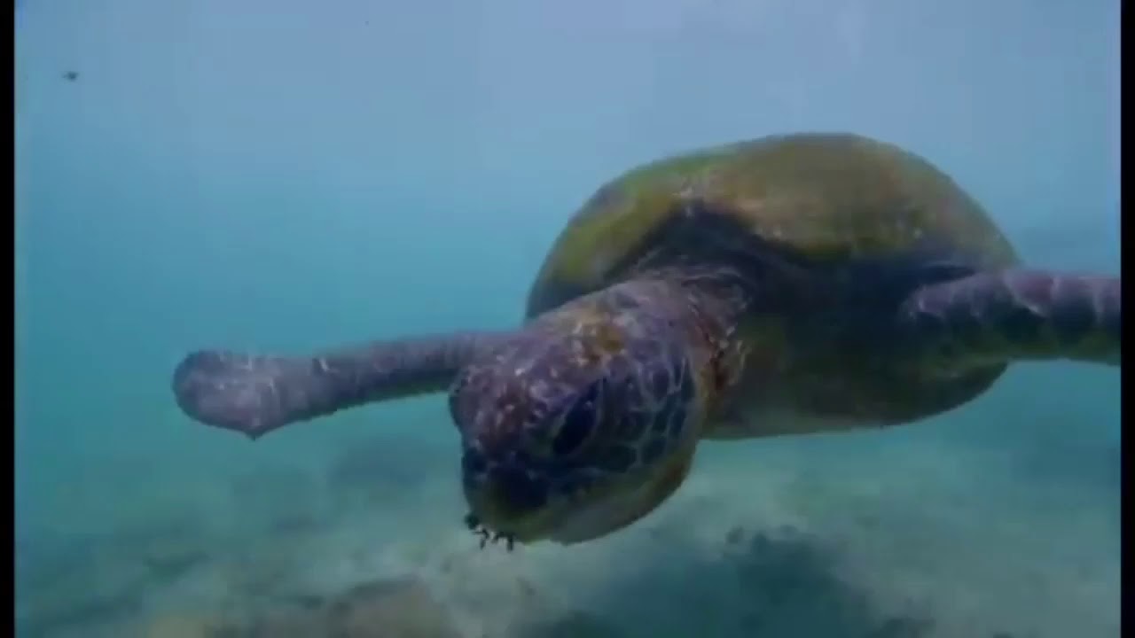 Wonder Of Asia ~ Sri Lanka ( Don’t Leave Us ~ Help to rebuild our Nation) Easter Sunday Attacks