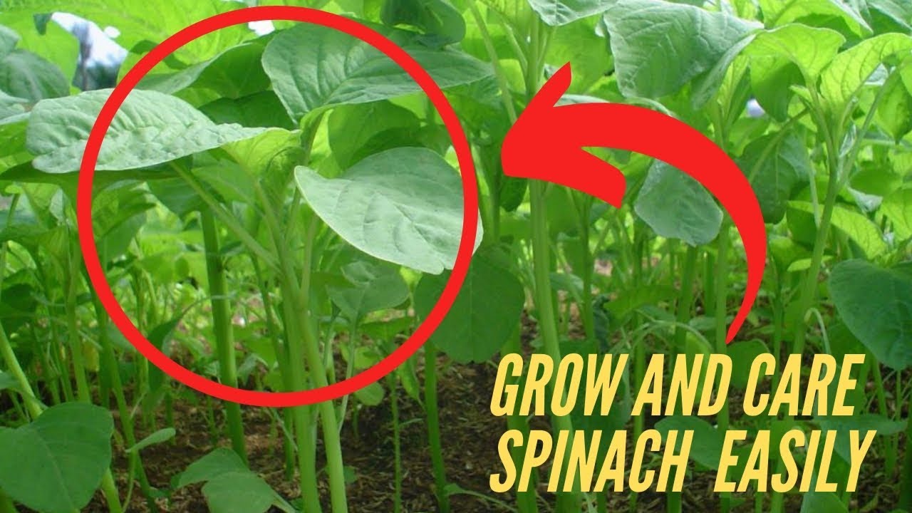 gardening tips for cucumbers How to Grow and Care Spinach in a Pot Container