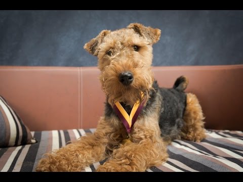 National Dog Show Breed Judging Welsh Terrier National Dog Show Breed Judging Welsh Terrier