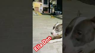 American Bully Xl Sizeella