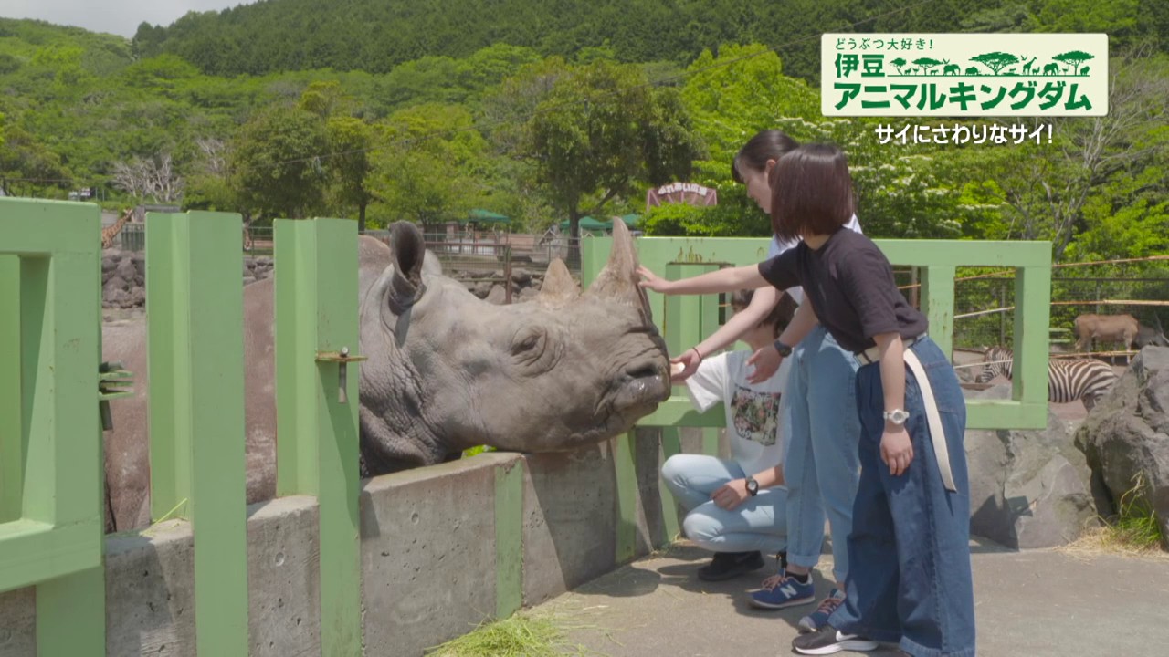 クロサイとシロサイの違いは色の違い 見分け方のポイントを教えて クロサイとシロサイの違いは色の違い 見分け方のポイントを教えて