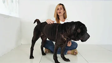 O que os cachorros SharPei pode comer?