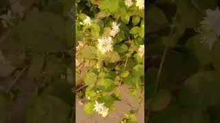 Kin Kin Chijo Se Zinnat Dur Hai Dekhiy