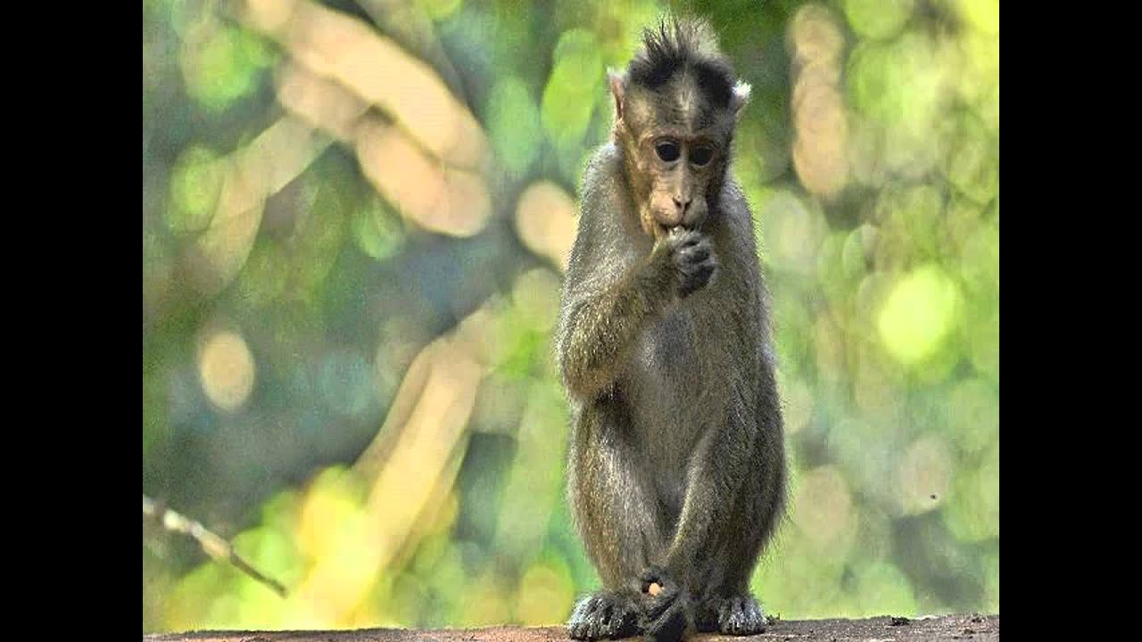 Посоветуйте отель на гоа - YouTube