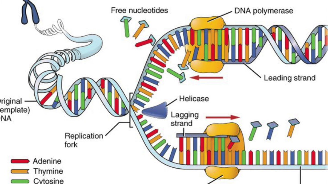 Транскрипция генома. Биосинтез белка репликация. Prokaryotic DNA Replication. Хеликаза в репликации. Ферменты репликации эукариот.