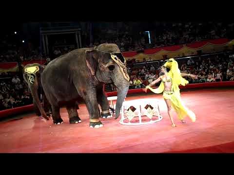 თბილისის ცირკი 2018  გაზაფხილი