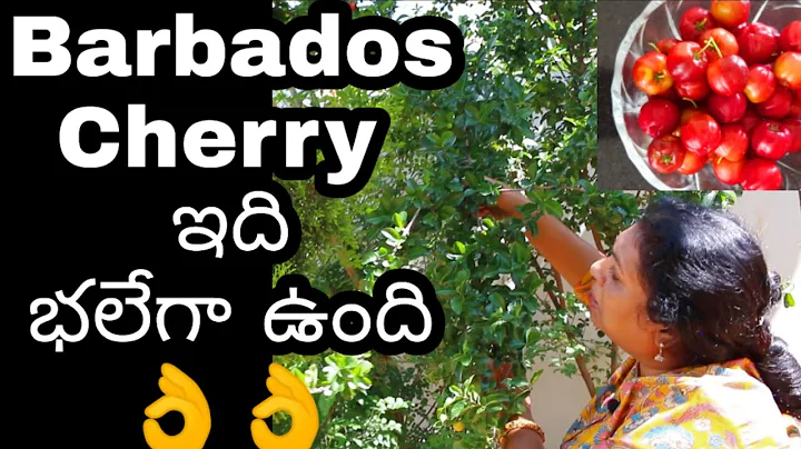 Barbados Cherry  -    / Easy to grow Barbados Cher...