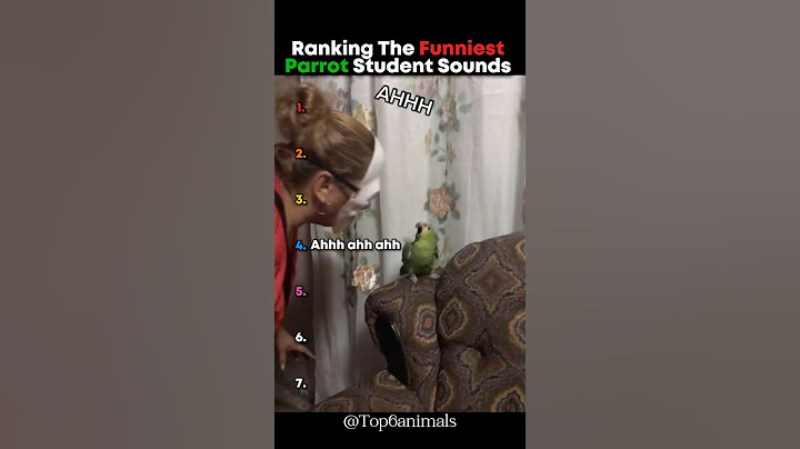 Ranking The Funniest Parrot Student Sounds 🤣 #parrot #shorts