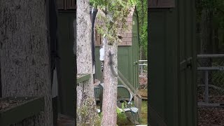 Cat and Squirrel Have Standoff in a Tree || ViralHog