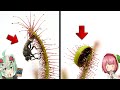 【タイムラプス】ハエが食虫植物の触手に捕まって消化される瞬間が怖すぎる！アフリカナガバモウセンゴケ VS ハエ【食虫植物TV】