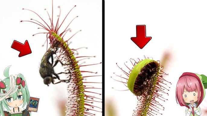 4k Venus Flytrap Vs Fly ハエトリグサがハエを食べる瞬間 食虫植物tv Youtube