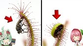 検証 食虫植物 Vs コバエがホイホイ どっちがハエを捕まえるか検証した結果が衝撃的すぎる 食虫植物tv Youtube