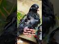 গুলাবি আঁখেন জো তেরি দেখি শারাবি ইয়ে দিল হো গায়া... #shorts #shortvideo