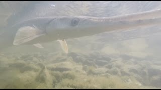 GoPro Underwater video of spawning Longnose Gar