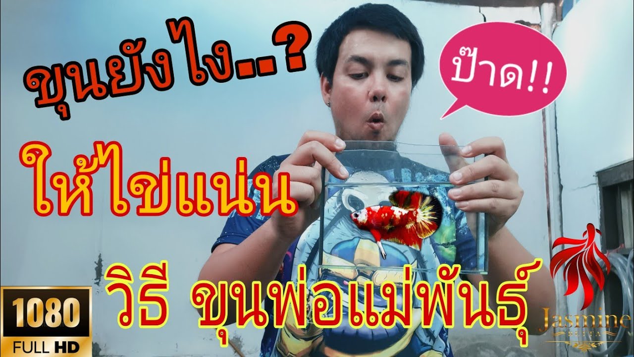 วิธีขุนพ่อแม่พันธุ์ปลากัด ในแบบฉบับเฮียหมา JasMine Betta Farm [เฮียหมาพาทำEP.5]