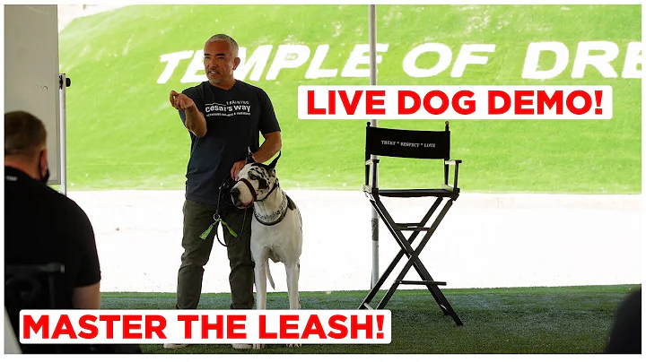 Watch This to Master the Leash! (Live Dog Demonstration)