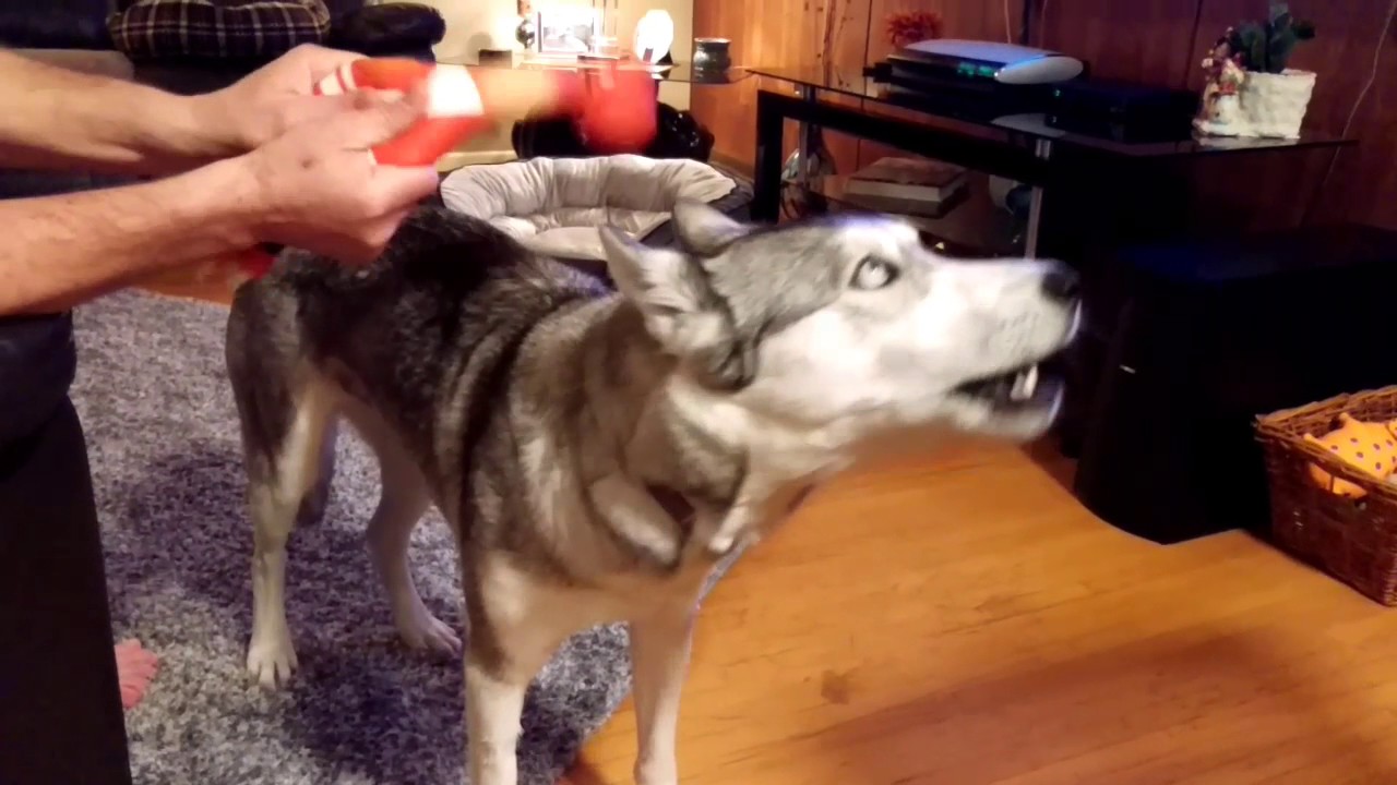 Dog Sings With A Rubber Chicken YouTube