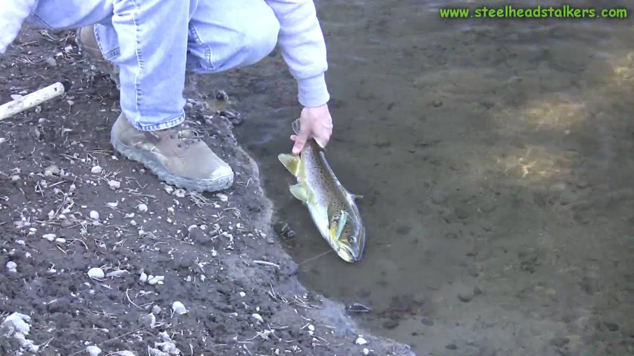 camera iphone 8 plus apk Early Season Brown Trout Action!
