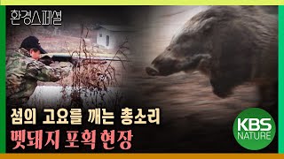 섬의 고요를 깨는 총소리, 멧돼지 포획 현장 [환경스페셜 - 섬으로 간 동물들] / KBS 20060125 방송