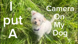 ￼I put a camera on my dog(the results are crazy)