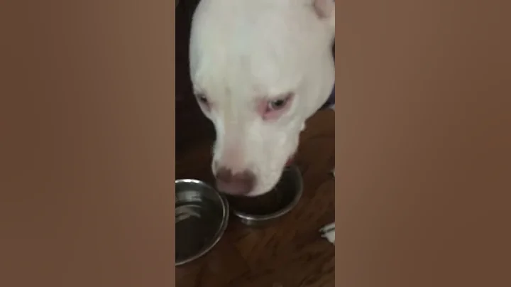 Stella~Rosa Samples Abound Dog Food Manufactured b...