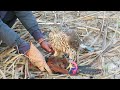 First hunting of new goshawk |hunting coucal after training | Raptors Today